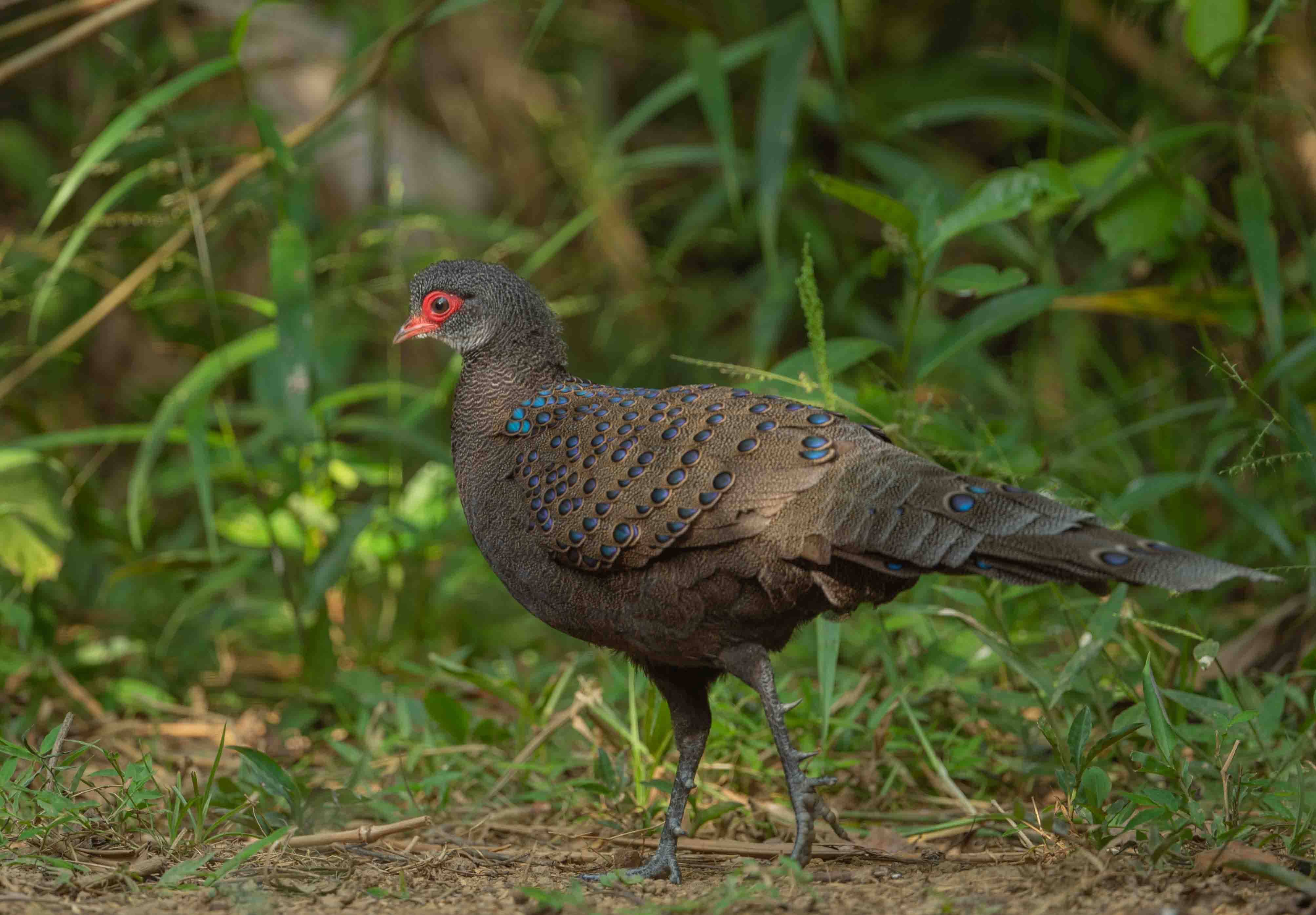 Germain's Peacock Pheasant